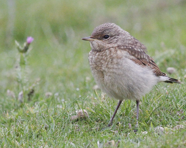 Breeding wheatear